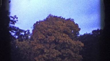 1961: a greenish brown tree densely branched standing on the middle