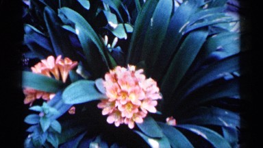 1961: peach colored blossoms of a flowering plant MINNESOTA