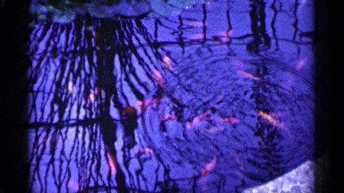 1961: a ripple forms rings over the goldfish swimming in reflecting pond