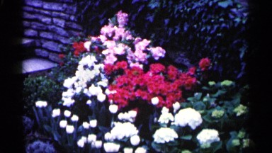 1961: a bunch of various flowers in red and white are sen in a garden MINNESOTA