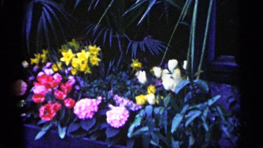 1961: beautiful nature place around the forest and beautiful flowers are showing