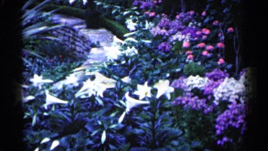 1961: view the garden color full flower in the morning time direct sun shine