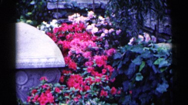 1961: flowers in a garden with concrete bench. MINNESOTA