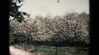1961: beautiful view of trees in japan gifted by mother nature to mother earth
