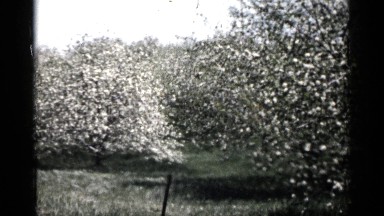 1961: beautiful nature place around the forest MINNESOTA