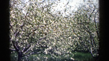 1961: trees wave back to wind MINNESOTA