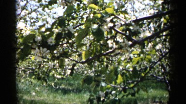 1961: this view in the low angle view nature big tree and wood leaf