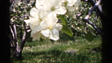 1961: white color group of flower are at the leaves on the tree