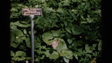 1961: a sign stands in front of greenery on a sunlit day. MINNESOTA