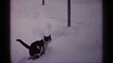 1961: cat playing in snowfall MINNESOTA
