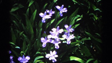 1961: beautiful purple flowers on a sunny day. MINNESOTA
