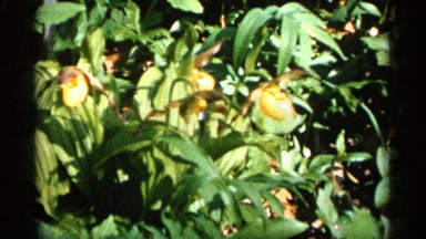 1961: pouch-like yellow flowers bloom among elongated and pointed leaves