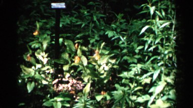 1961: the trees with leafs and a flower, vintage clip