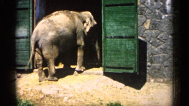 1961: An Elephant Eats Forage in an Enclosure with Green Doors