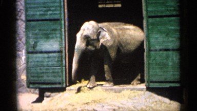 1961: a view of an elephant MINNESOTA