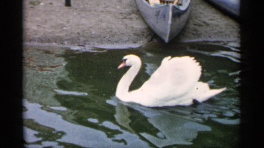 1961: a swan glides through the water MINNESOTA