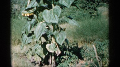 1961: a natural view in the low angle small tree and flower growth time view