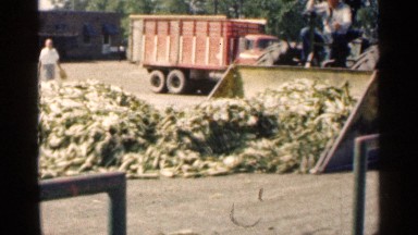 1963: worker operates loader to move forward and scoop produce from ground