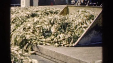 1963: a scene of a crane carrying harvest to the factory for processing