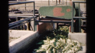 1963: corn processing on a moving belt MONTGOMERY MINNESOTA