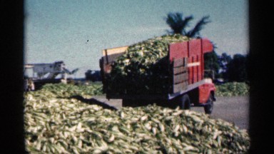 1963: Red Dump Truck Dumping Fish on Ground in Montgomery Minnesota
