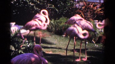 1964: the video shows many number flamingos standing in garden