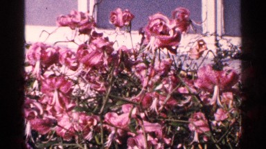 1964: Bunch of Flowers Blossomed at a Particular Location