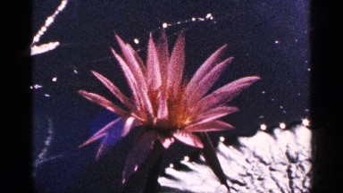 1964: sun shinning on different of blossomed flowers. NEW YORK CITY
