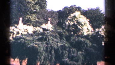 1964: Many Trees and Plants Shown in Garden or Park or Forest