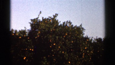 1966: several orange trees fenced in by wire and sticks, FLORIDA