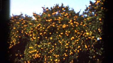 1966: ripe, orange oranges pop against the green backdrop of the trees FLORIDA