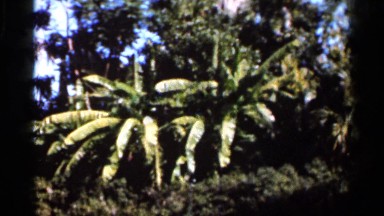 1966: different plants at a outdoor botanical garden FLORIDA
