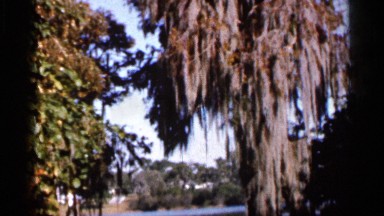 1966: some trees are located and a river near to the trees and the sky