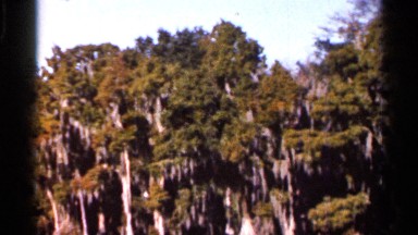 1966: beautiful forest at around nature FLORIDA