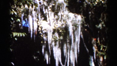 1966: the big tree watch low angle view huge leaf clear in the sky view