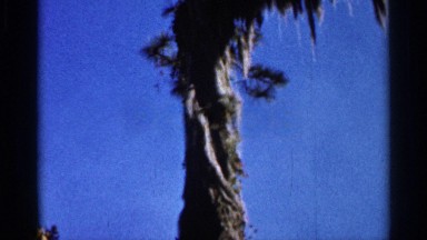 1966: Beautiful Trees Surrounding a Lush Forest Landscape in Florida