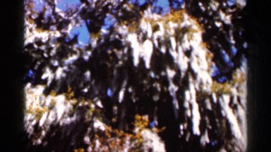 1966: a giant tree trunk stands in a forest filled with flowering plants FLORIDA