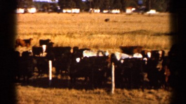 1966: the beautiful view of the nature FLORIDA