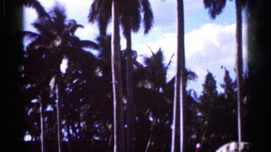 1966: palm trees blowing in the breeze FLORIDA