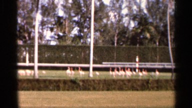1966: the cocks are maintained in a particular place that was near the forest