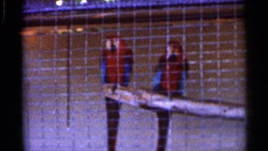 1966: two birds are sitting in net,two birds are sitting FLORIDA