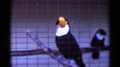 1966: the bird sit in the pipe in steel pot morning time clear the image