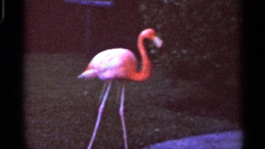 1966: red pelican bird at a artificial lake area with boundary and sitting place