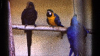 1966: two birds are love each other, vintage clip