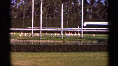 1966: a garden with little water and some birds are swimming on the water