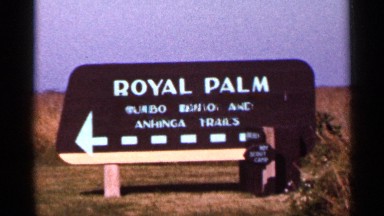 1966: Sign in Isolated Area Identifies Royal Palm with Arrow Pointing Left