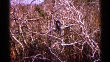 1966: waterfowl sites on top of a tree branch to preen itself FLORIDA
