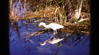 1966: egret walking through shallow water and grass FLORIDA