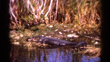 1966: an alligator on the bank in fl FLORIDA