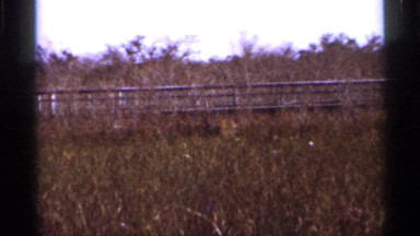 1966: beautiful land in natural forest FLORIDA
